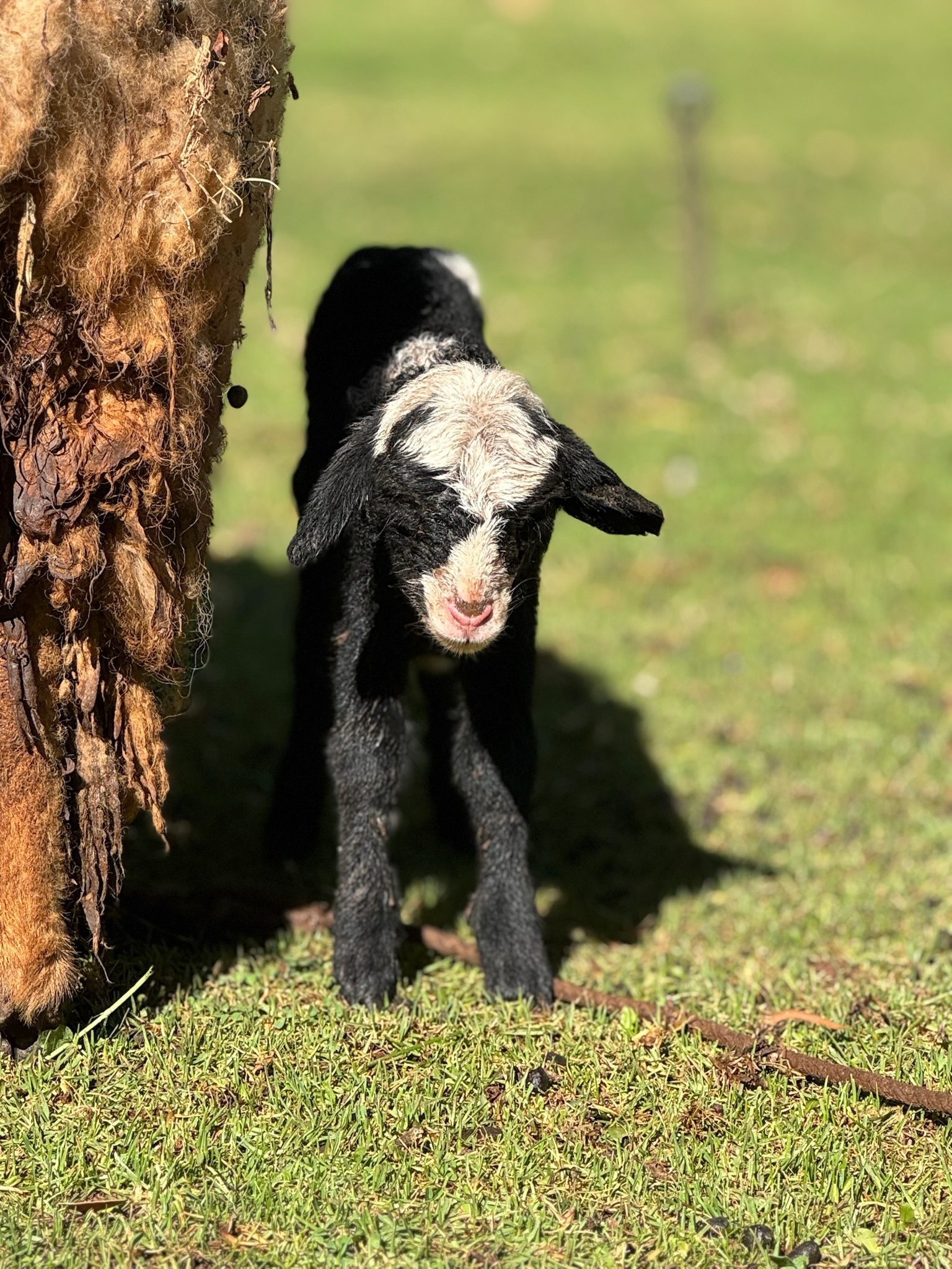 A black lamb with a white face standing in short green grass beside its woolly mother