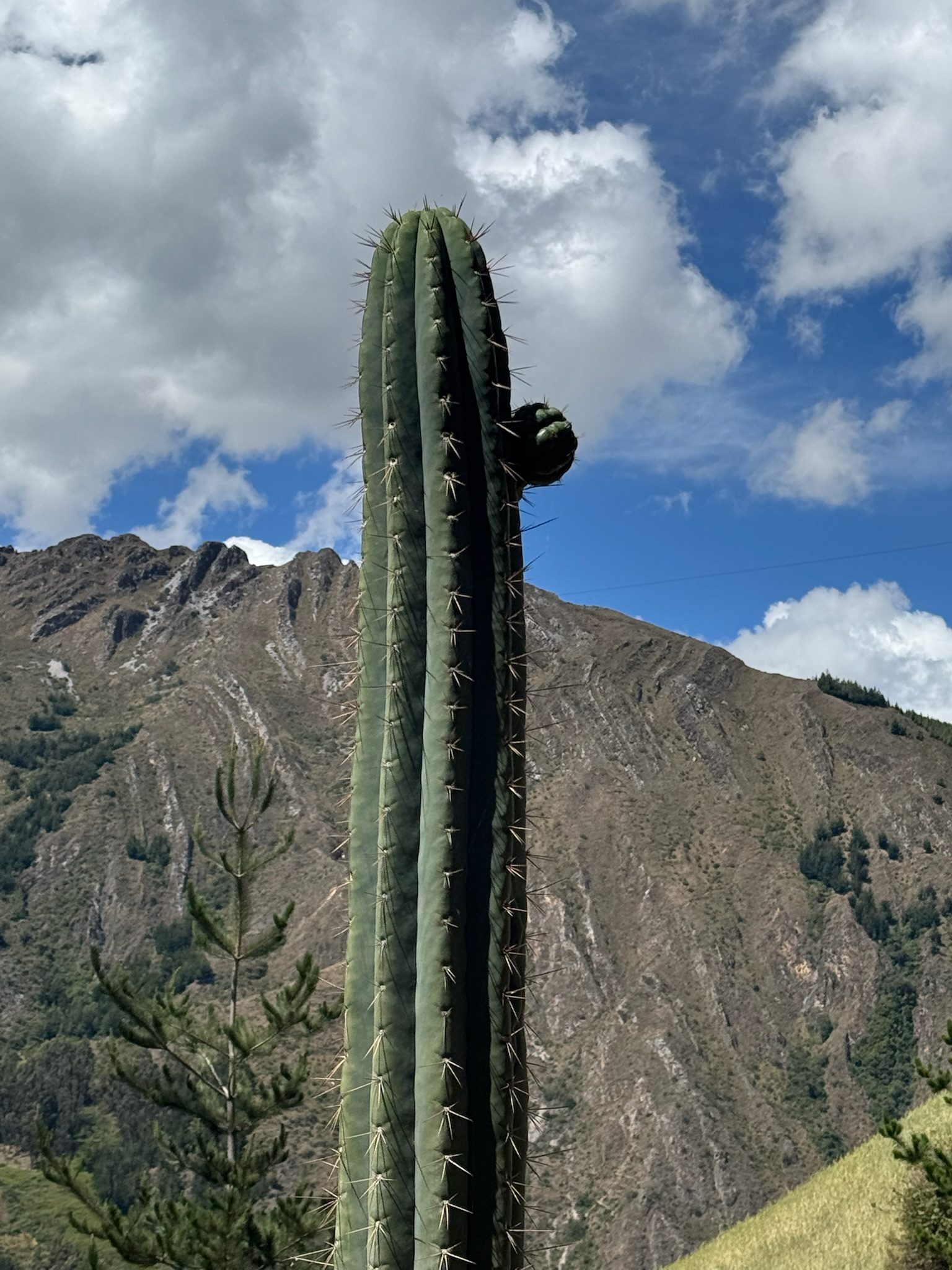 A single tall Huachuma column standing against a bare mountain ridge and broken cloud