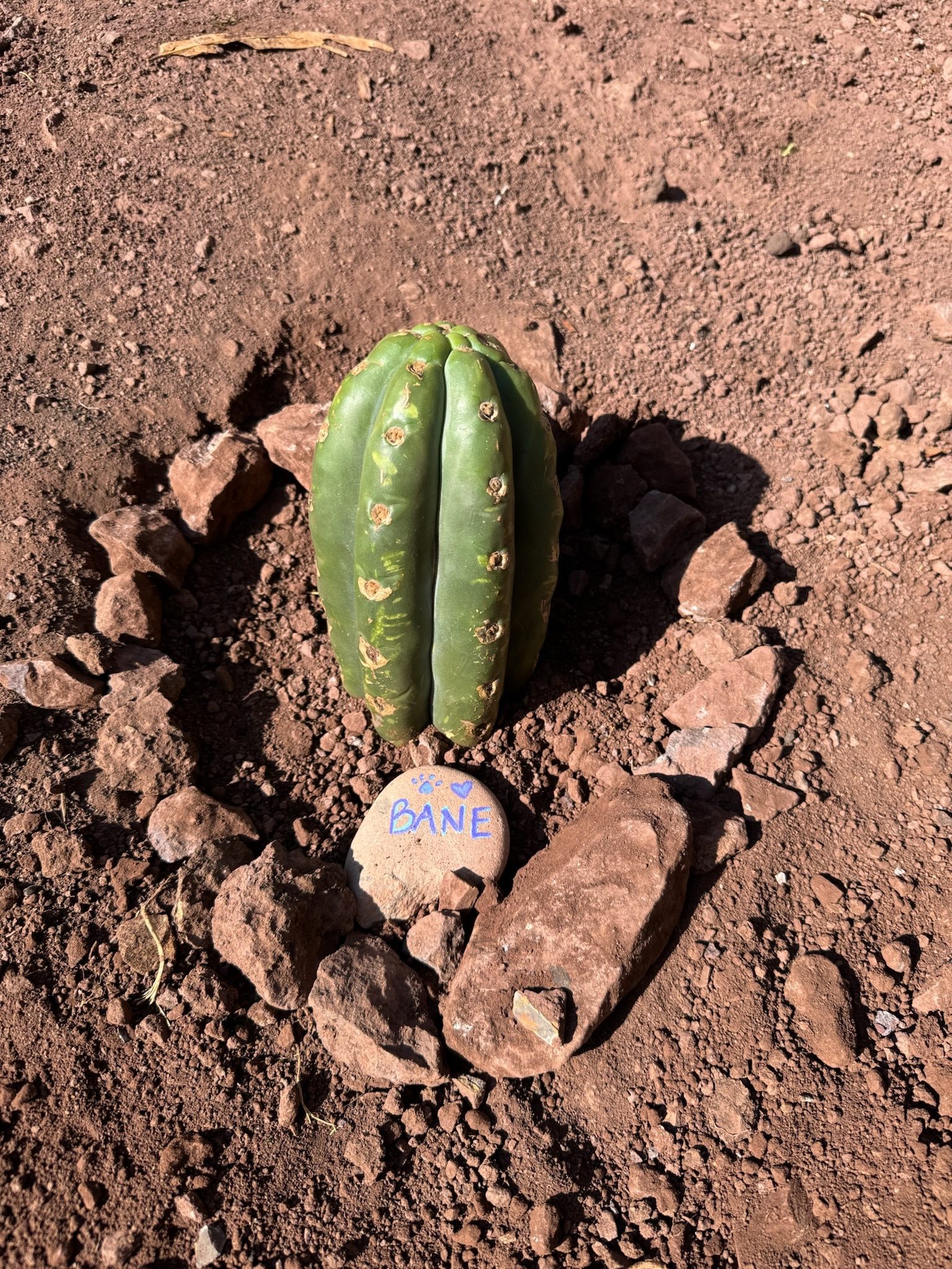 A young Huachuma cutting in a ring of broken stone, a pale stone painted with a name set in front of it
