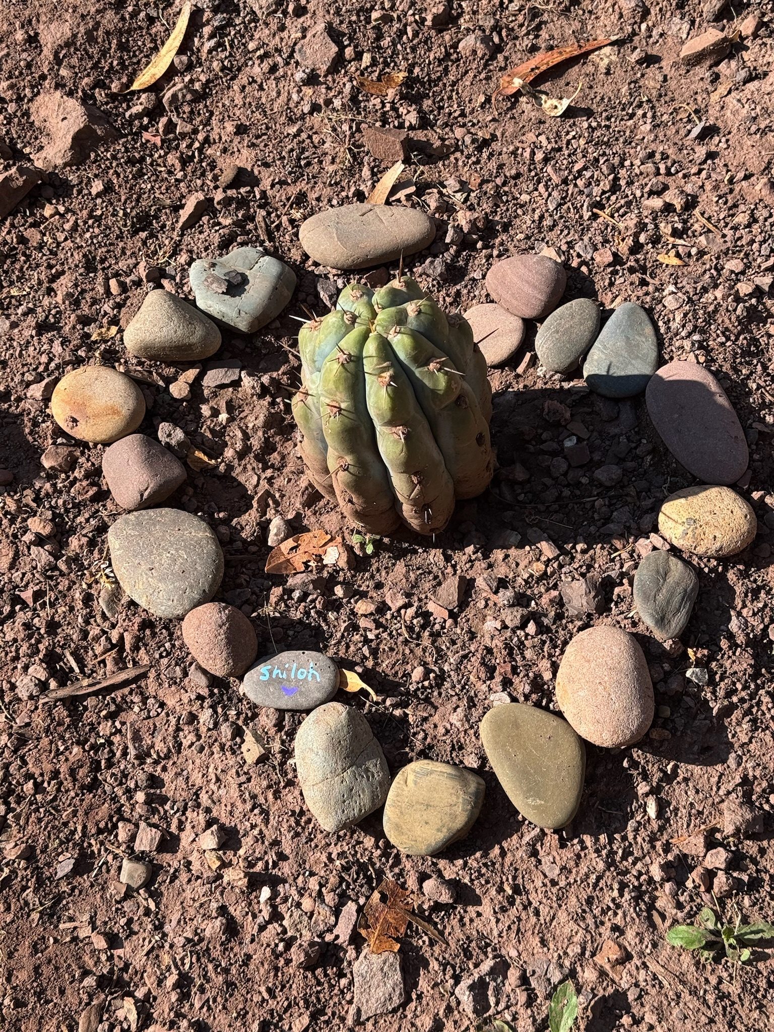A young Huachuma cutting planted in red earth inside a ring of smooth river stones, one of them painted with a name