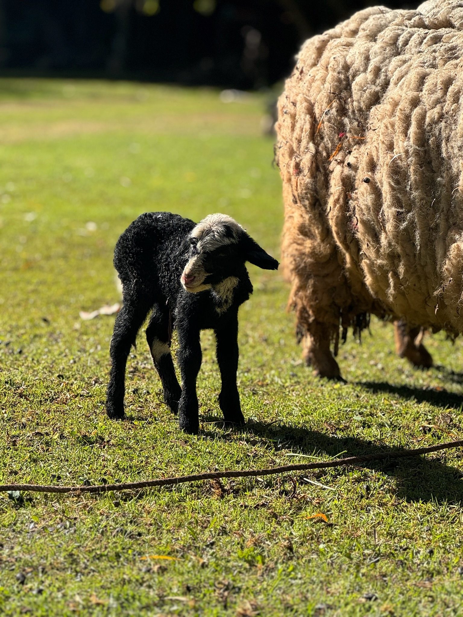 A small black lamb in the sun on green grass, beside the woolly flank of a sheep
