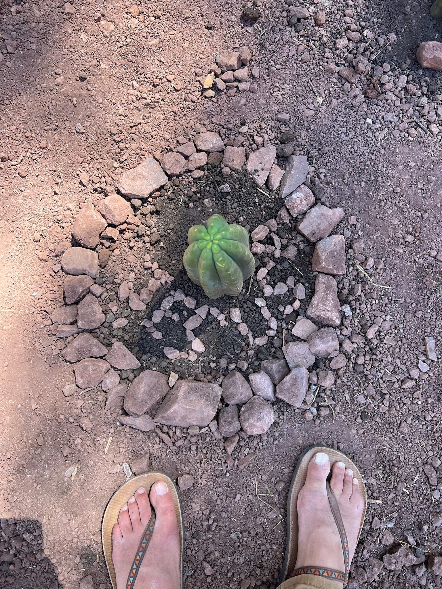 Looking straight down at a young Huachuma cutting set in dark soil inside a ring of broken stones