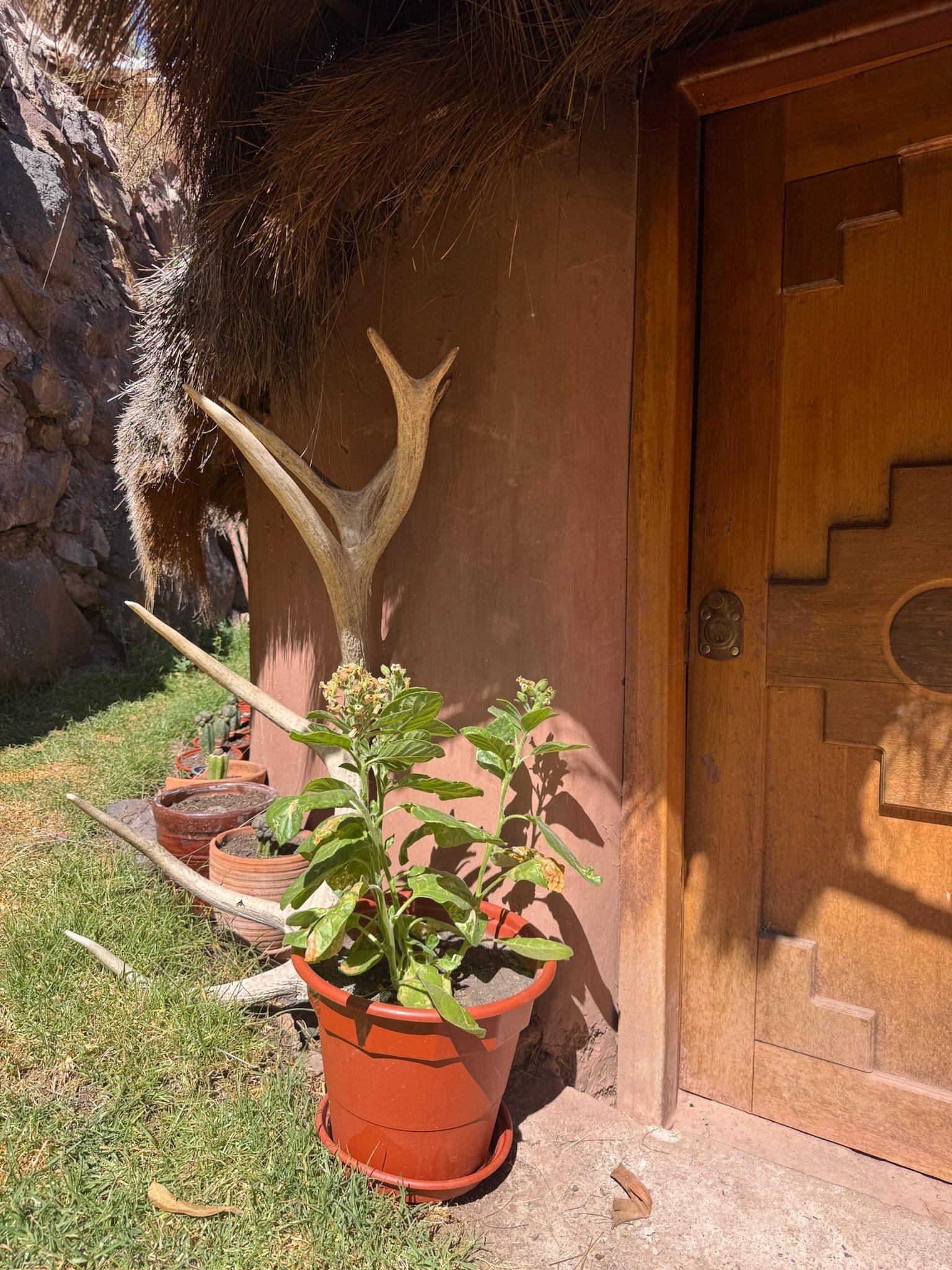 A pair of antlers and a potted plant on the grass beside a carved wooden door under a thatched eave