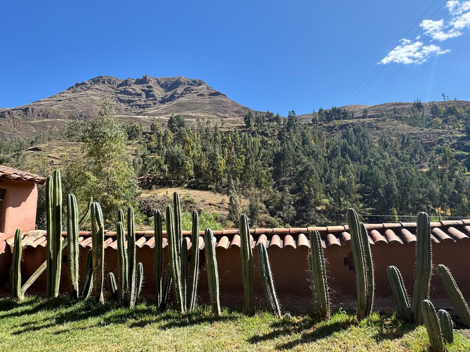 A row of Huachuma columns growing along a tiled adobe wall, looking across a wooded valley to a bare rock mountain under a clear sky