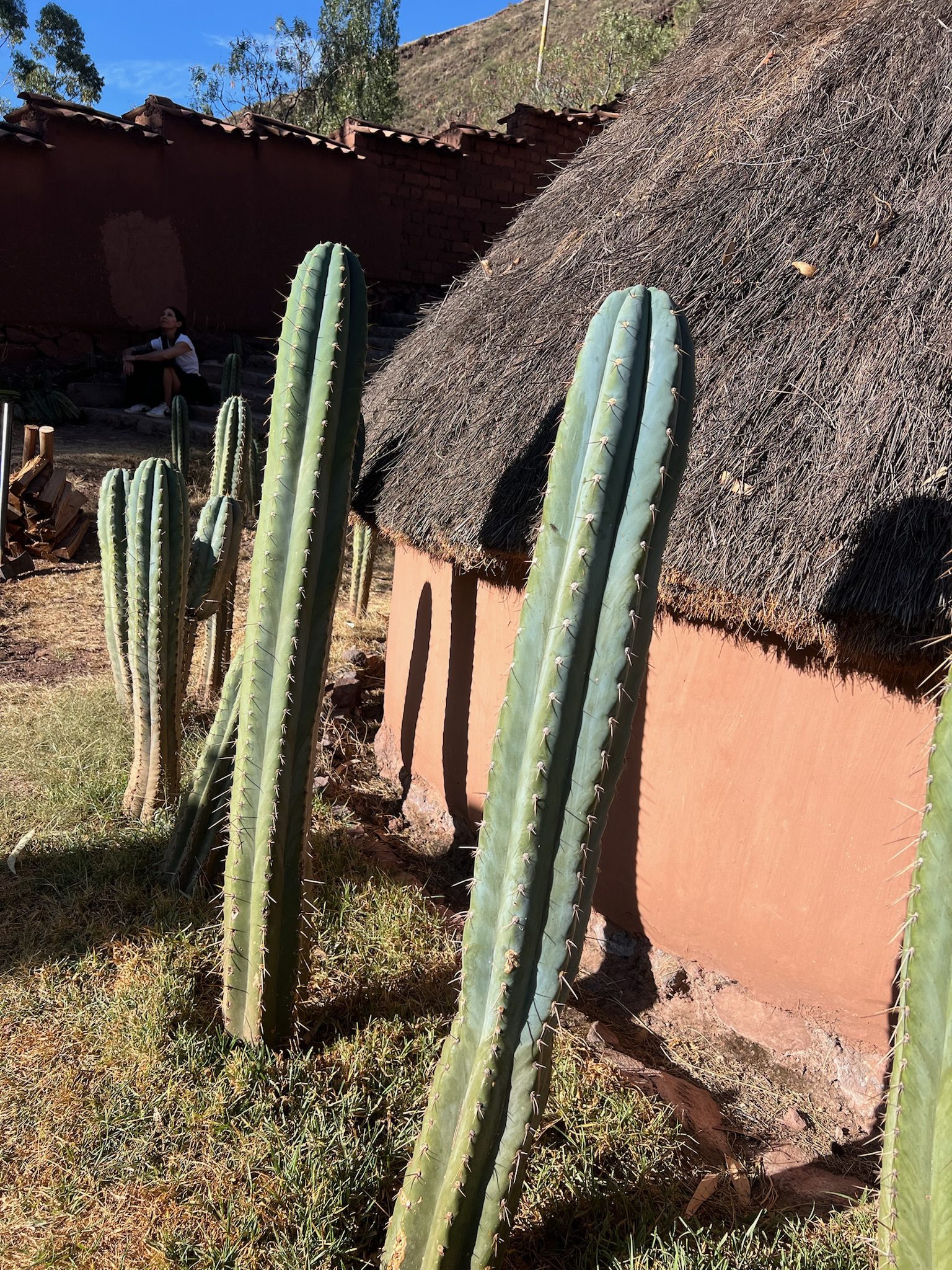Tall Huachuma columns growing along the wall of an adobe roundhouse under a thatched roof