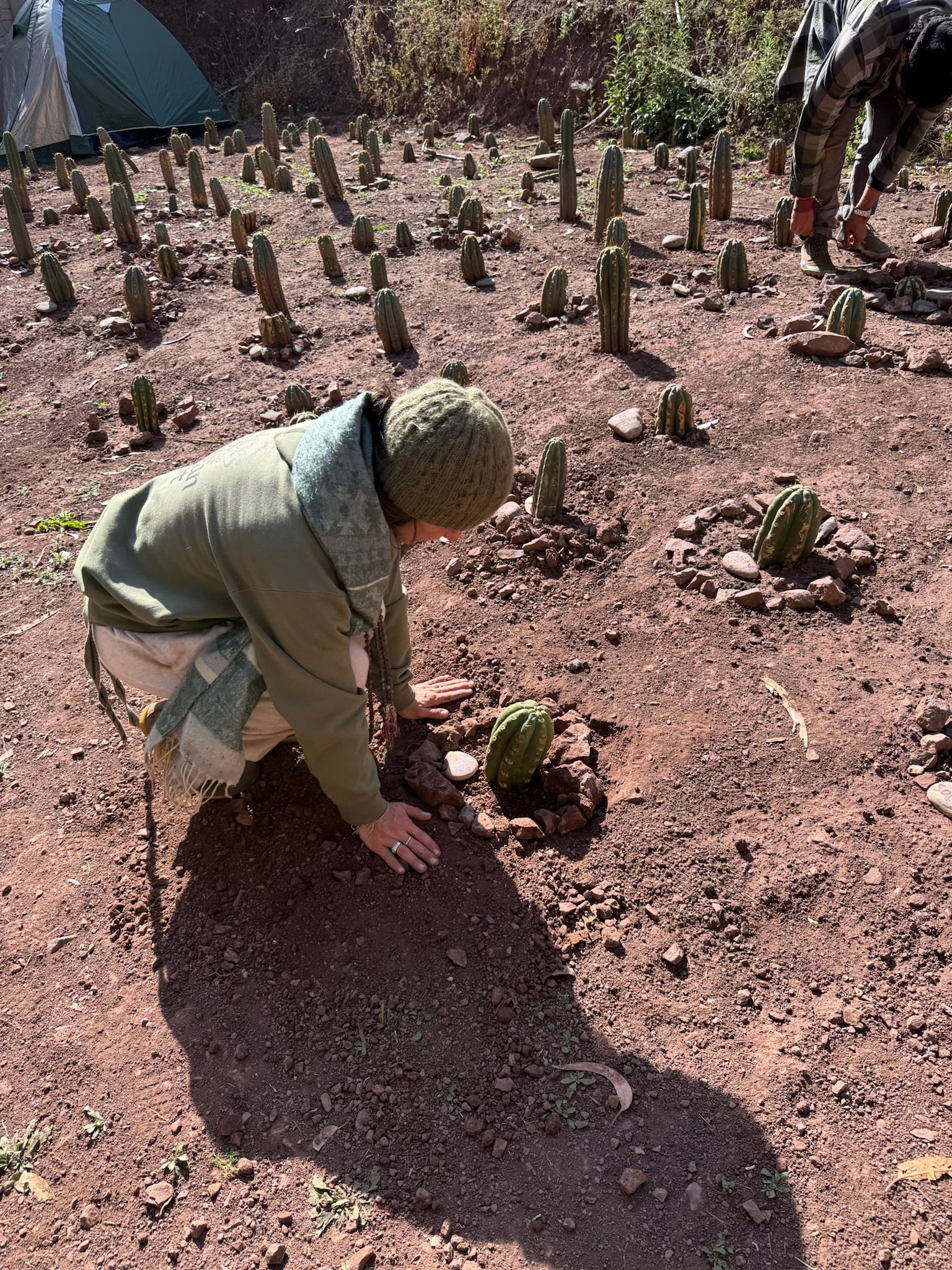 Someone kneeling with both hands in the soil around a newly planted Huachuma cutting, rows of young cuttings and rings of stone running up the slope behind
