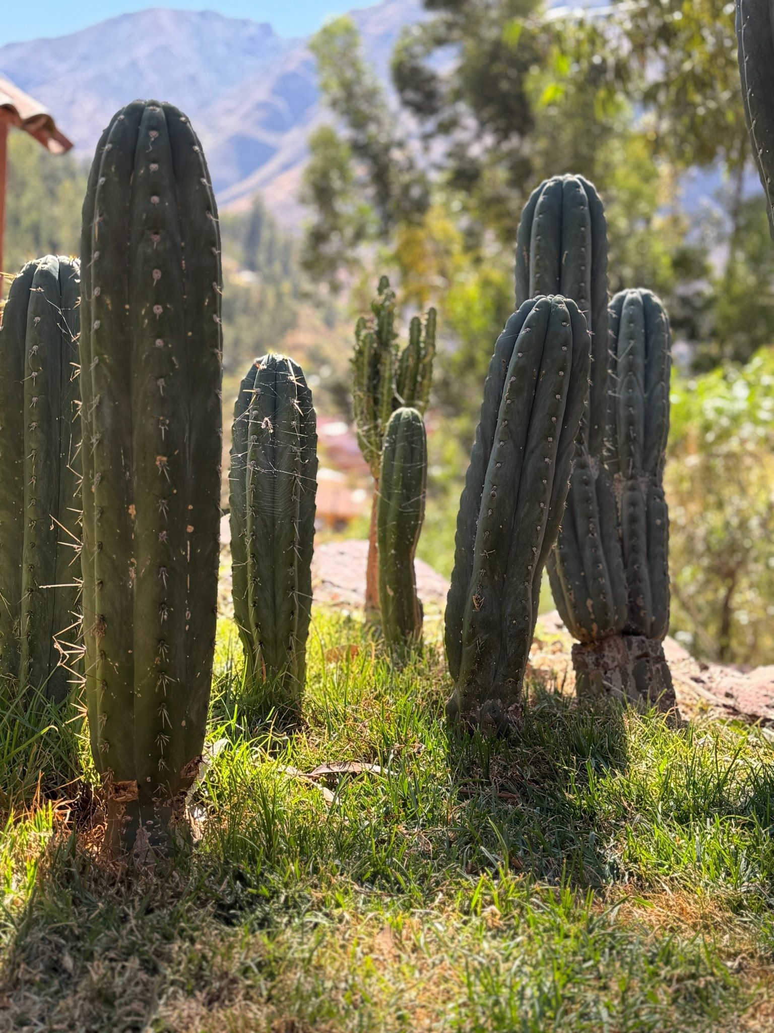 Huachuma columns of different heights in a garden, with trees and the mountains of the valley behind
