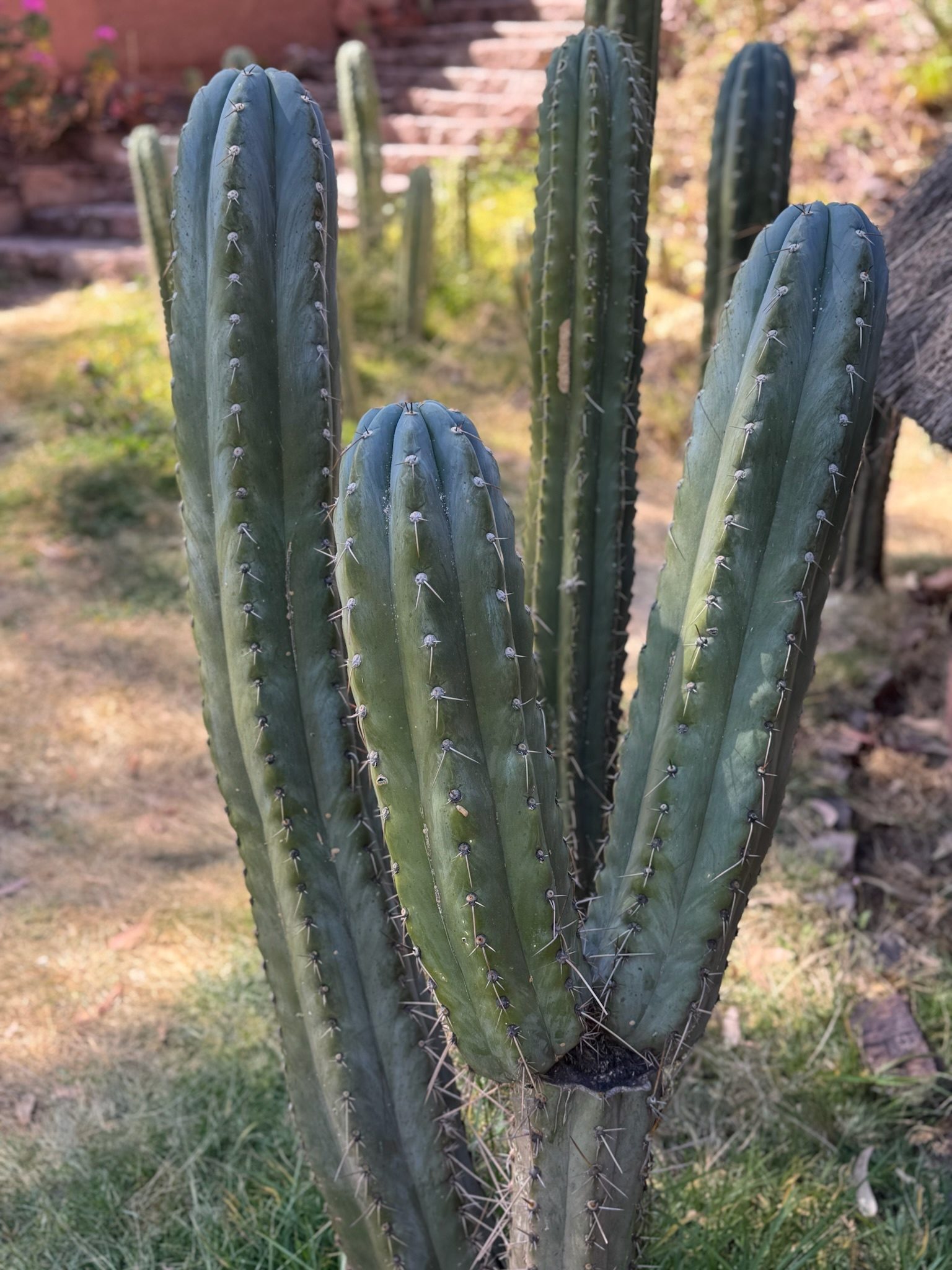 Tall Huachuma columns standing close together in bright sun, with a flight of steps behind them