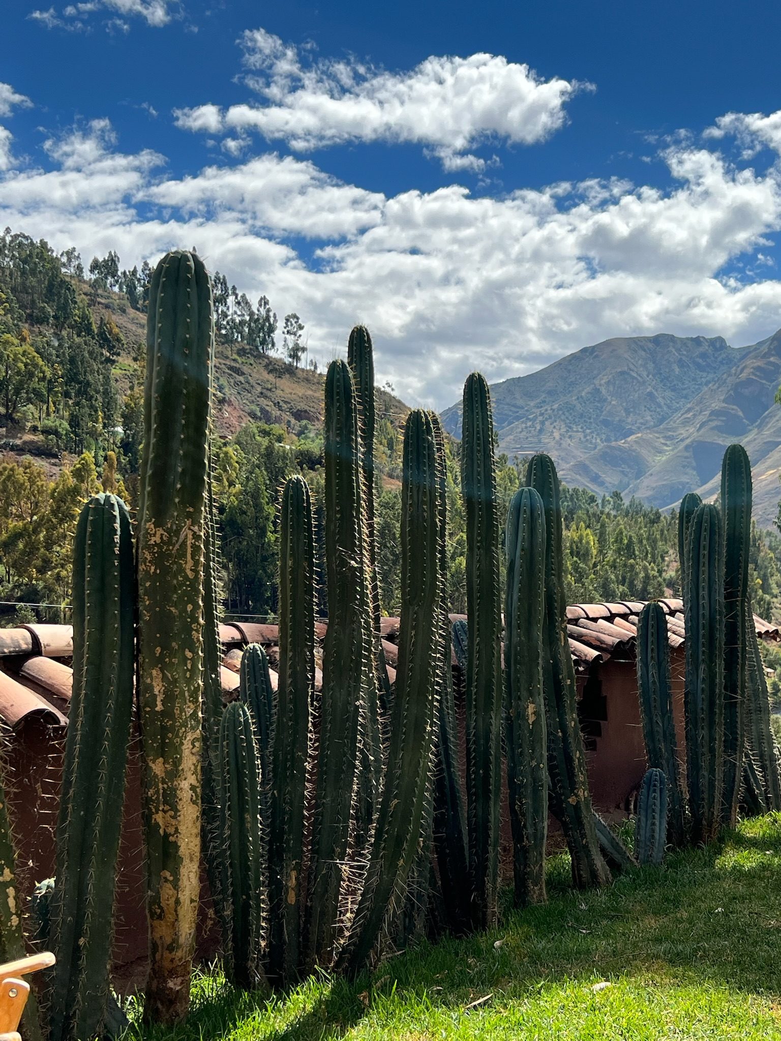 Tall Huachuma columns standing together against a blue sky above a tiled roof
