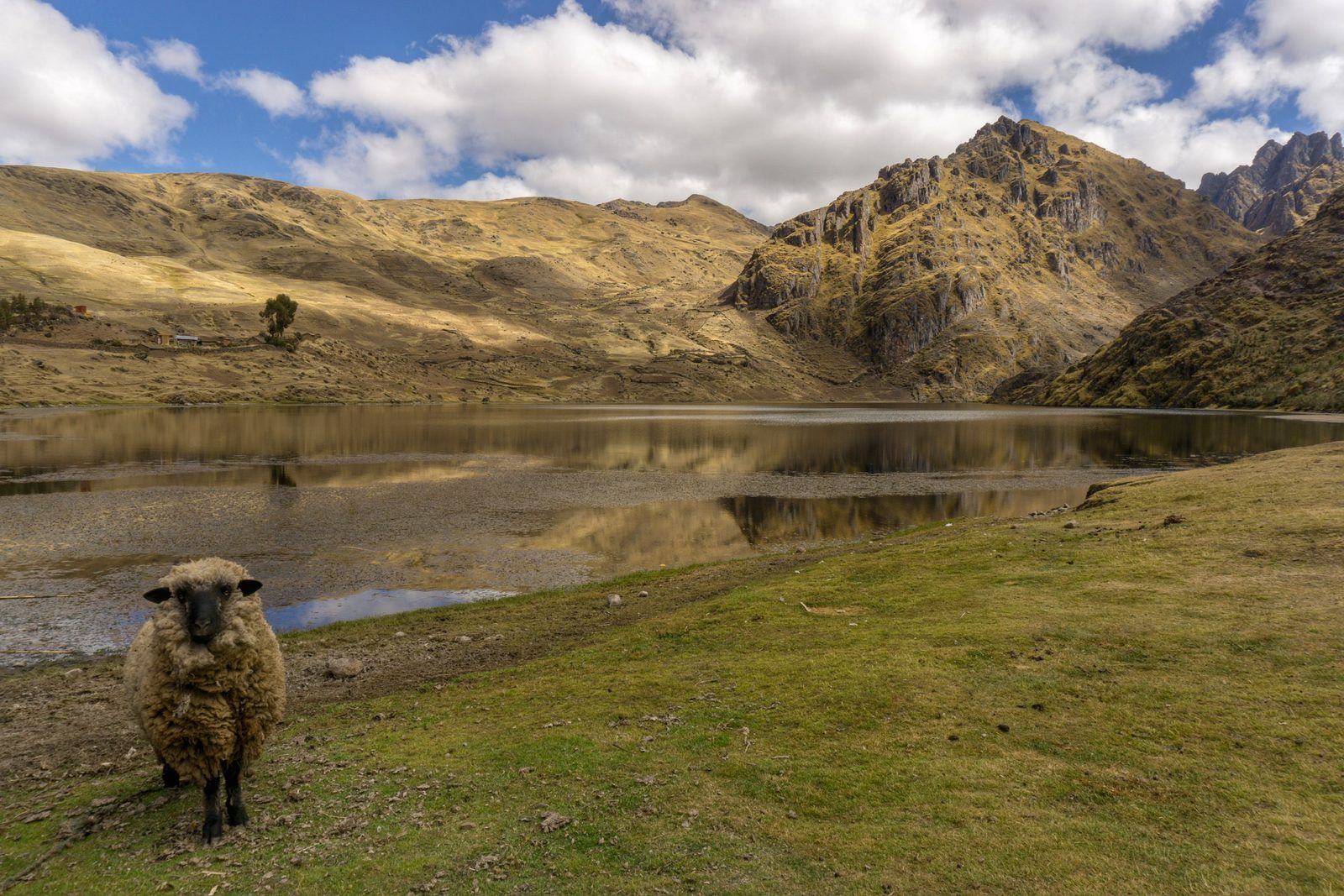 A sheep grazing at the edge of a high lake with bare hills rising behind it
