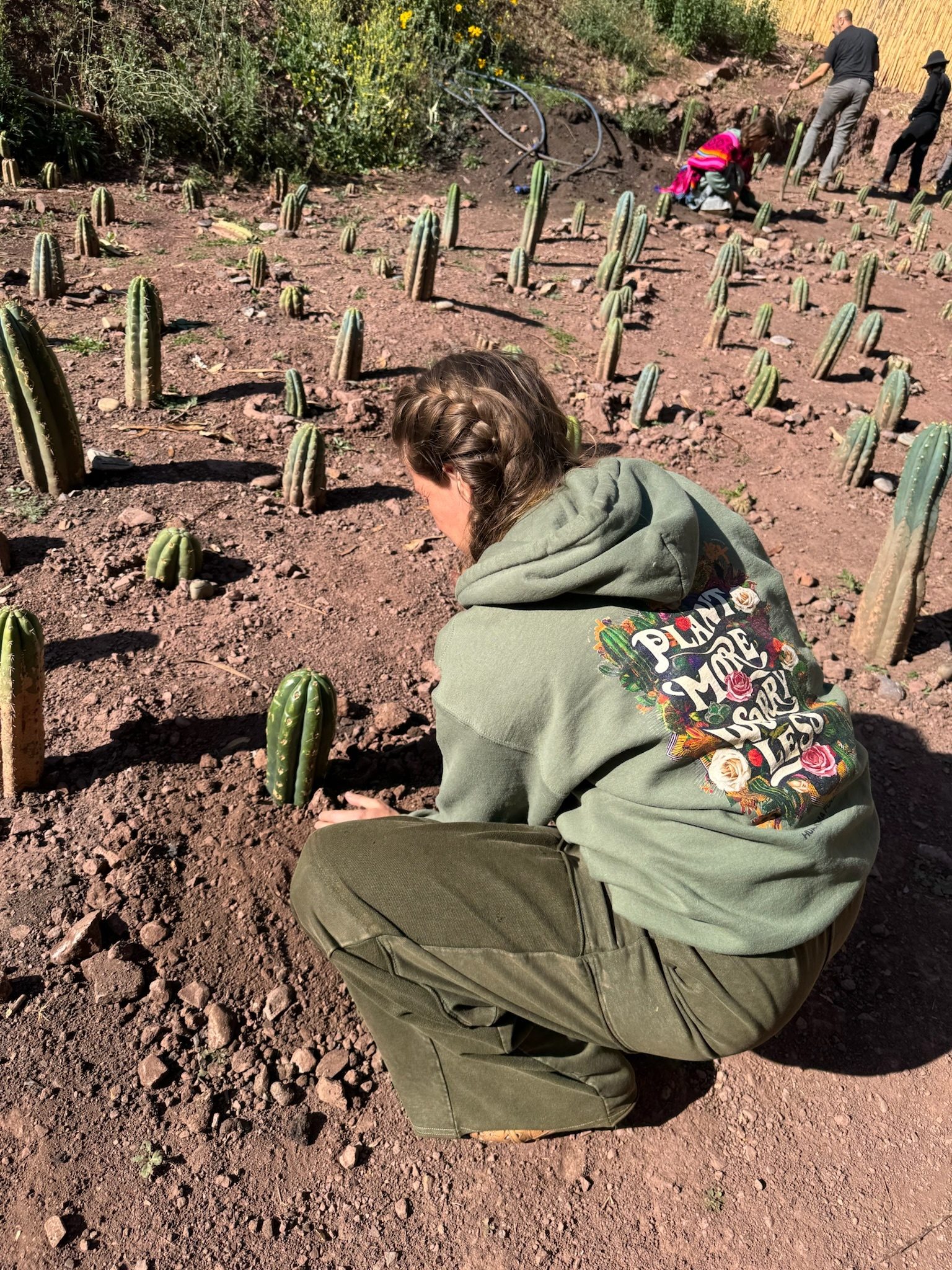 Someone crouching to press a young Huachuma cutting into red earth among rows of new cuttings