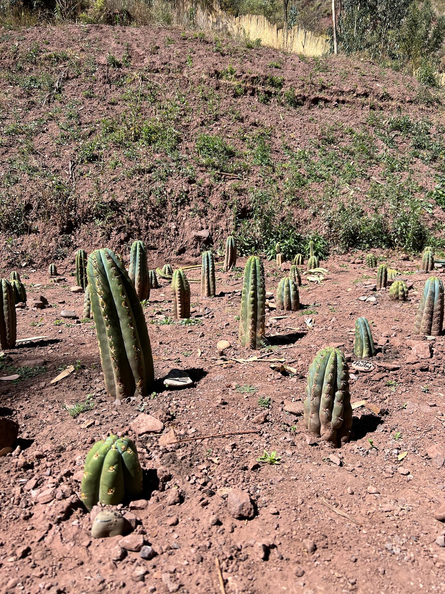 Dozens of young Huachuma cuttings standing in dry red earth across a cleared slope, a painted marker stone set beside one of them