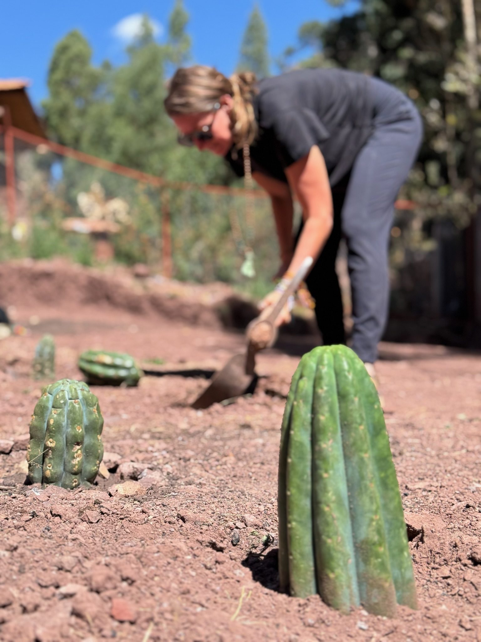Two young Huachuma cuttings standing in red earth, sharp in the foreground, with someone digging out of focus behind them