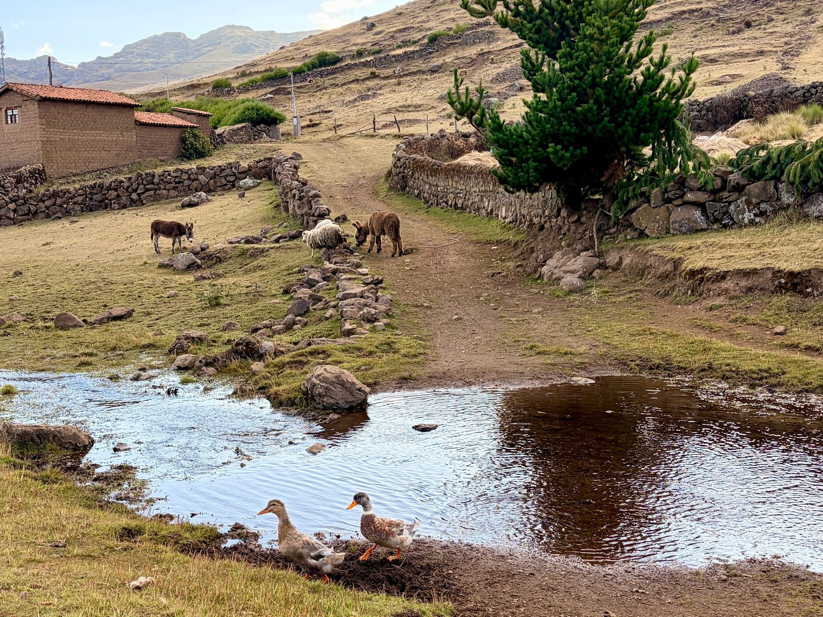 A shallow stream running past adobe buildings, with ducks on the water and sheep on the bank
