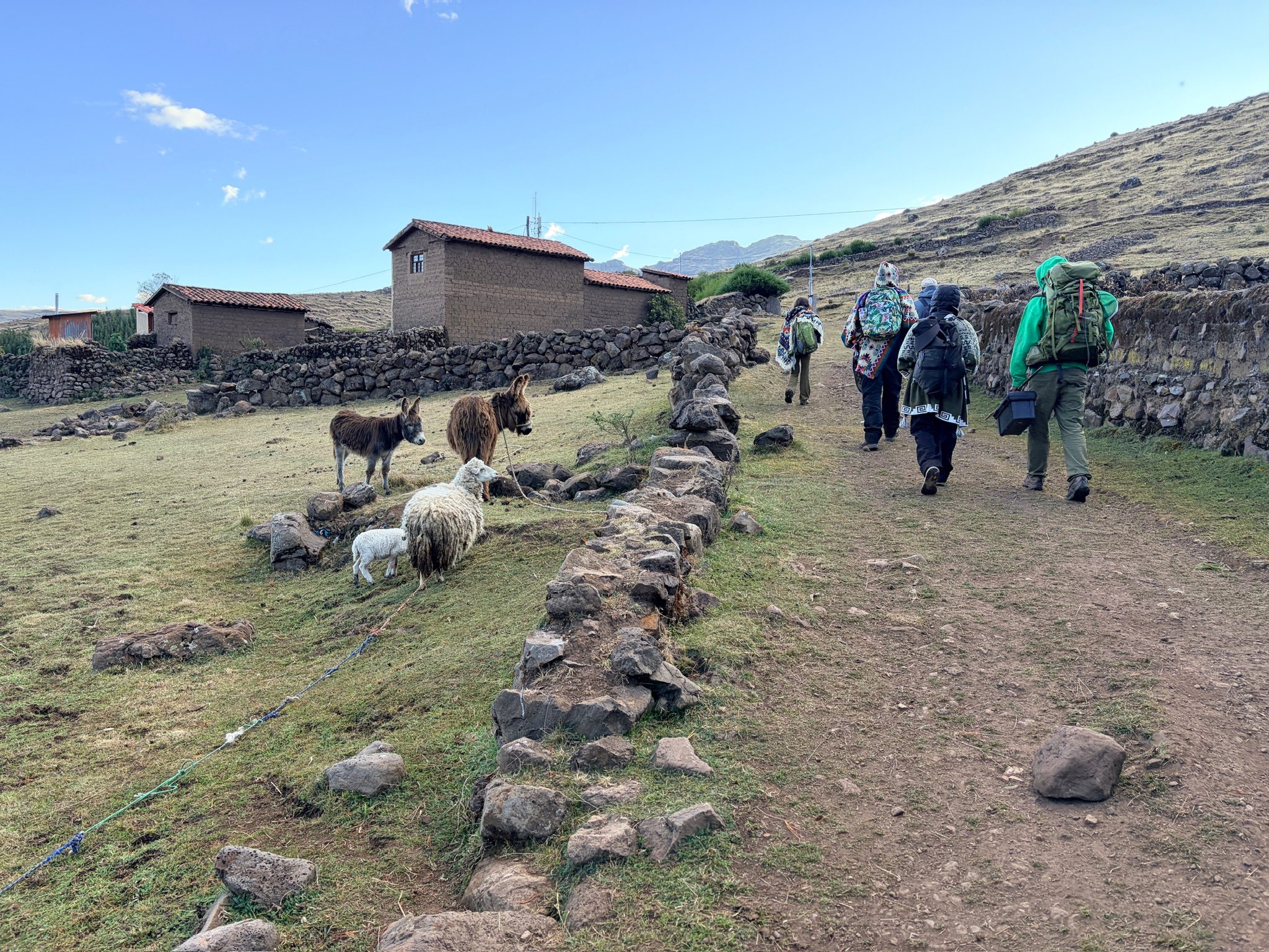 The group following a stone walled path past adobe buildings, with sheep grazing beside it