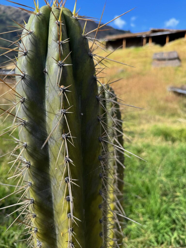 The ribbed green column of a huachuma cactus close up, its spines catching the light