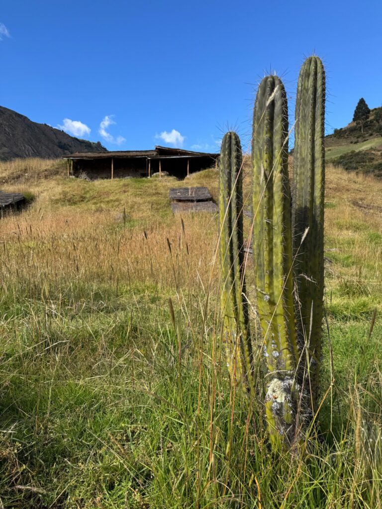 A single huachuma cactus standing in a grass field with stone terraces behind it