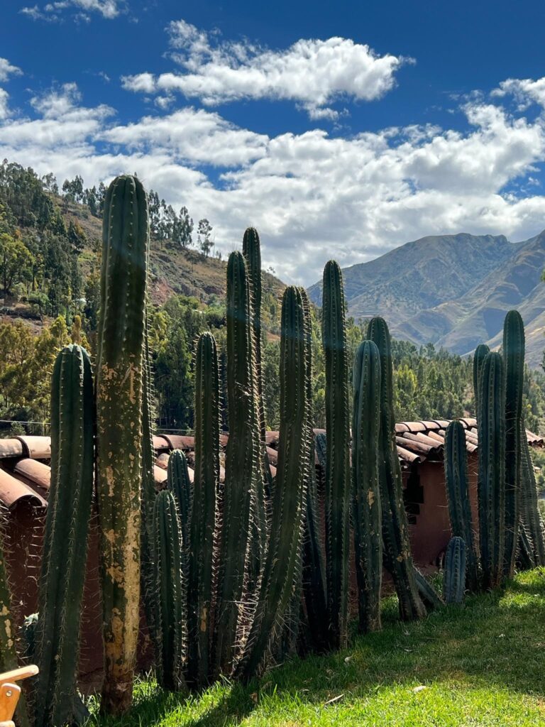 Tall huachuma columns standing together against a blue sky above a tiled roof