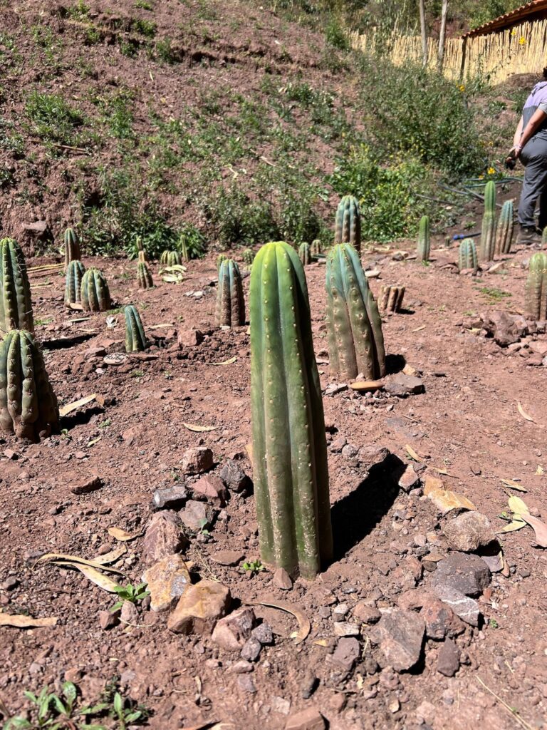 Young huachuma cacti newly planted along a terraced hillside of red earth